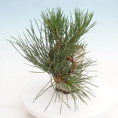 Vonkajší bonsai - Pinus thunbergii - Borovica thunbergova - 2