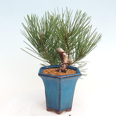 Vonkajší bonsai - Pinus thunbergii - Borovica thunbergova - 2