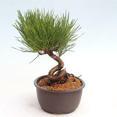 Vonkajší bonsai - Pinus thunbergii - Borovica thunbergova - 2