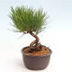 Vonkajší bonsai - Pinus thunbergii - Borovica thunbergova - 2/4