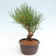 Vonkajší bonsai - Pinus thunbergii - Borovica thunbergova - 2/4