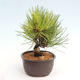 Vonkajší bonsai - Pinus thunbergii - Borovica thunbergova - 2/4