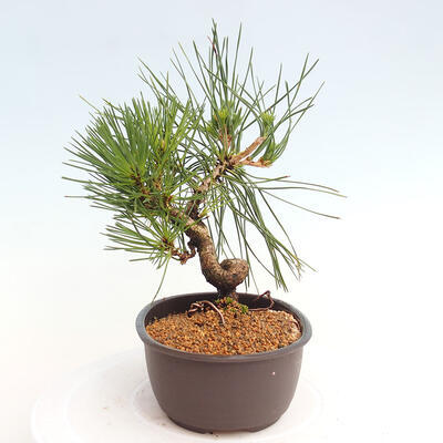 Vonkajší bonsai - Pinus thunbergii - Borovica thunbergova - 2