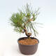 Vonkajší bonsai - Pinus thunbergii - Borovica thunbergova - 2/4