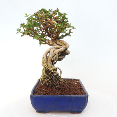 Izbová bonsai - Premna serratifolia - Kozlovoň malolistá - 2