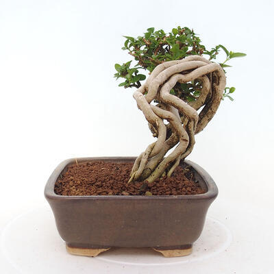 Izbová bonsai - Premna serratifolia - Kozlovoň malolistá - 2