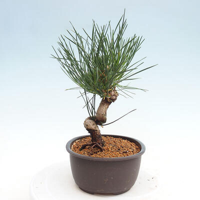 Vonkajší bonsai - Pinus thunbergii - Borovica thunbergova - 2