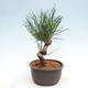 Vonkajší bonsai - Pinus thunbergii - Borovica thunbergova - 2/4