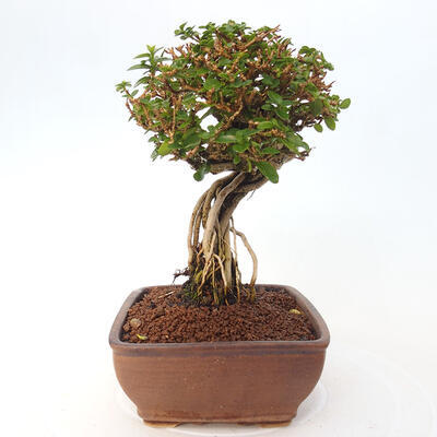 Izbová bonsai - Premna serratifolia - Kozlovoň malolistá - 2