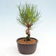 Vonkajší bonsai - Pinus thunbergii - Borovica thunbergova - 2/4