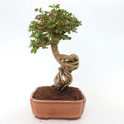 Izbová bonsai - Premna serratifolia - Kozlovoň malolistá - 2