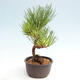 Vonkajší bonsai - Pinus thunbergii - Borovica thunbergova - 2/4