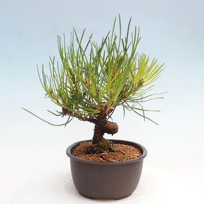 Vonkajší bonsai - Pinus thunbergii - Borovica thunbergova - 2