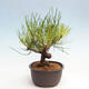 Vonkajší bonsai - Pinus thunbergii - Borovica thunbergova - 2/4