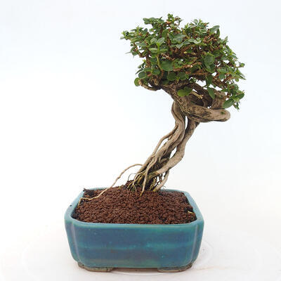 Izbová bonsai - Premna serratifolia - Kozlovoň malolistá - 2