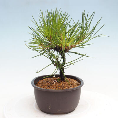 Vonkajší bonsai - Pinus thunbergii - Borovica thunbergova - 2