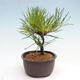 Vonkajší bonsai - Pinus thunbergii - Borovica thunbergova - 2/4