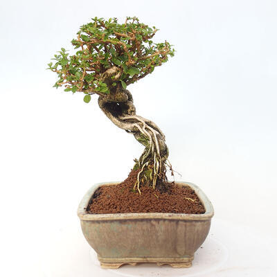 Izbová bonsai - Premna serratifolia - Kozlovoň malolistá - 2