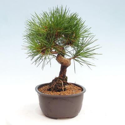 Vonkajší bonsai - Pinus thunbergii - Borovica thunbergova - 2