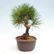 Vonkajší bonsai - Pinus thunbergii - Borovica thunbergova - 2/4