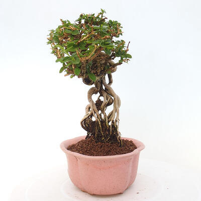 Izbová bonsai - Premna serratifolia - Kozlovoň malolistá - 2