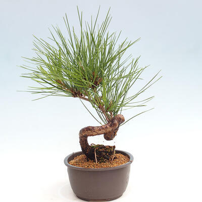 Vonkajší bonsai - Pinus thunbergii - Borovica thunbergova - 2