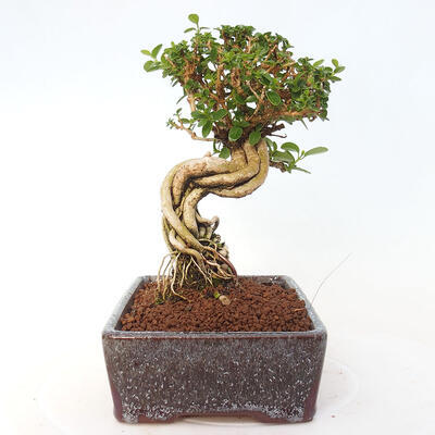 Izbová bonsai - Premna serratifolia - Kozlovoň malolistá - 2