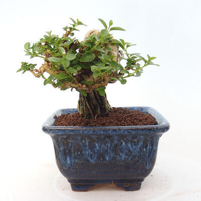 Izbová bonsai - Premna serratifolia - Kozlovoň malolistá - 2