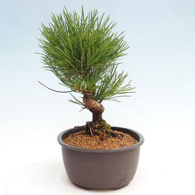 Vonkajší bonsai - Pinus thunbergii - Borovica thunbergova - 2