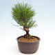 Vonkajší bonsai - Pinus thunbergii - Borovica thunbergova - 2/4