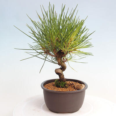 Vonkajší bonsai - Pinus thunbergii - Borovica thunbergova - 2