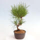 Vonkajší bonsai - Pinus thunbergii - Borovica thunbergova - 2/4