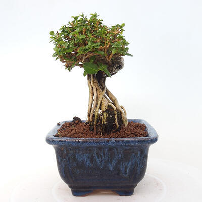 Izbová bonsai - Premna serratifolia - Kozlovoň malolistá - 2