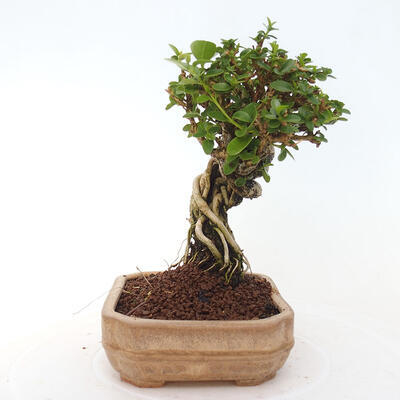 Izbová bonsai - Premna serratifolia - Kozlovoň malolistá - 2