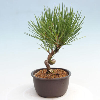 Vonkajší bonsai - Pinus thunbergii - Borovica thunbergova - 2