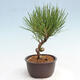 Vonkajší bonsai - Pinus thunbergii - Borovica thunbergova - 2/4