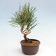 Vonkajší bonsai - Pinus thunbergii - Borovica thunbergova - 2/4