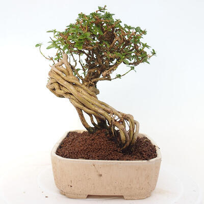 Izbová bonsai - Premna serratifolia - Kozlovoň malolistá - 2