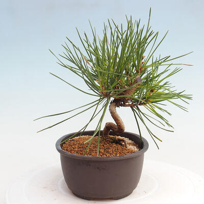 Vonkajší bonsai - Pinus thunbergii - Borovica thunbergova - 2