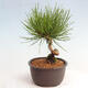 Vonkajší bonsai - Pinus thunbergii - Borovica thunbergova - 2/4