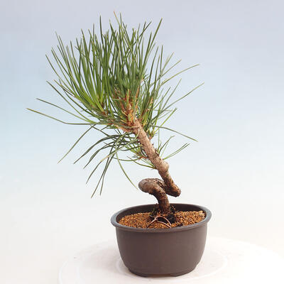 Vonkajší bonsai - Pinus thunbergii - Borovica thunbergova - 2