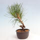 Vonkajší bonsai - Pinus thunbergii - Borovica thunbergova - 2/4