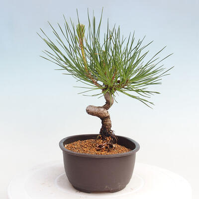 Vonkajší bonsai - Pinus thunbergii - Borovica thunbergova - 2