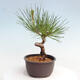 Vonkajší bonsai - Pinus thunbergii - Borovica thunbergova - 2/4