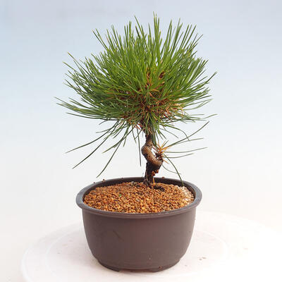 Vonkajší bonsai - Pinus thunbergii - Borovica thunbergova - 2