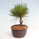 Vonkajší bonsai - Pinus thunbergii - Borovica thunbergova - 2/4