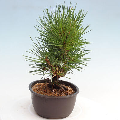 Vonkajší bonsai - Pinus thunbergii - Borovica thunbergova - 2