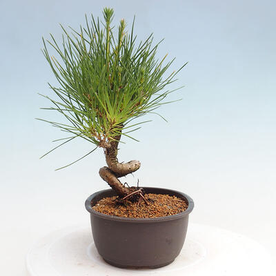 Vonkajší bonsai - Pinus thunbergii - Borovica thunbergova - 2