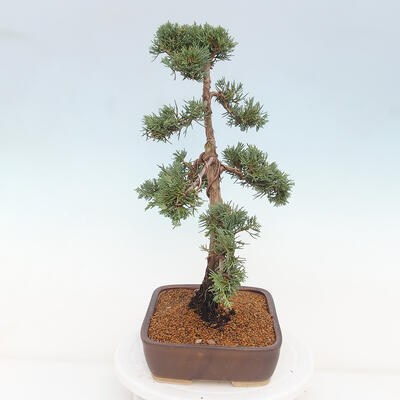 Vonkajšie bonsai - Juniperus chinensis Kishu -Jalovec čínsky - 2