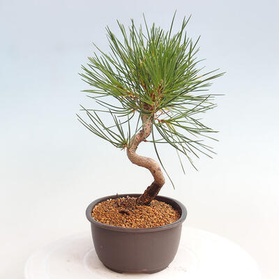 Vonkajší bonsai - Pinus thunbergii - Borovica thunbergova - 2